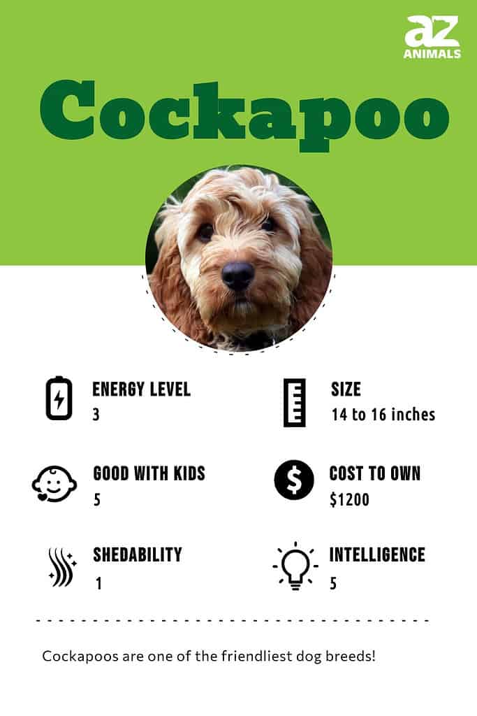 Goldendoodle Dog Breed Complete Guide - A-Z Animals