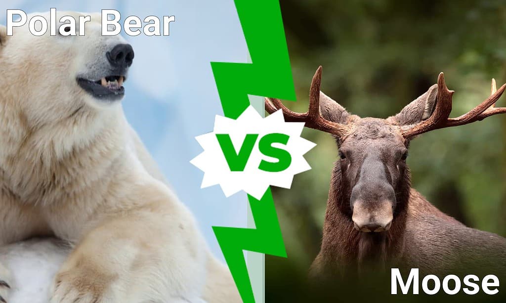 Polar Bear vs Moose - Which Cold Weather Behemoth Would Win in a Fight