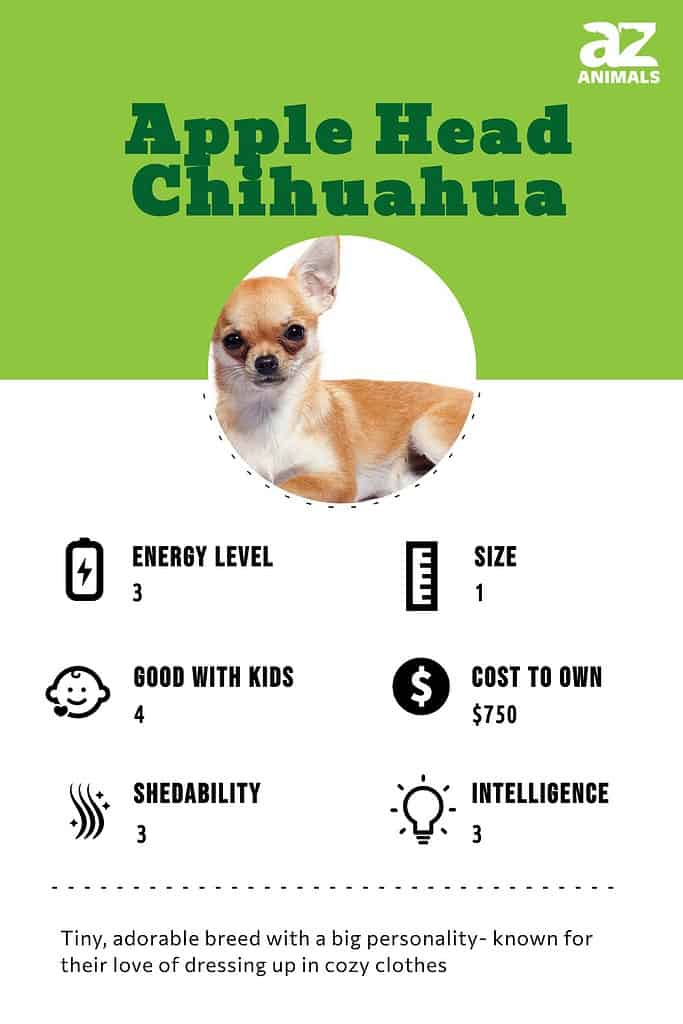 Difference between applehead and deer best sale head chihuahua