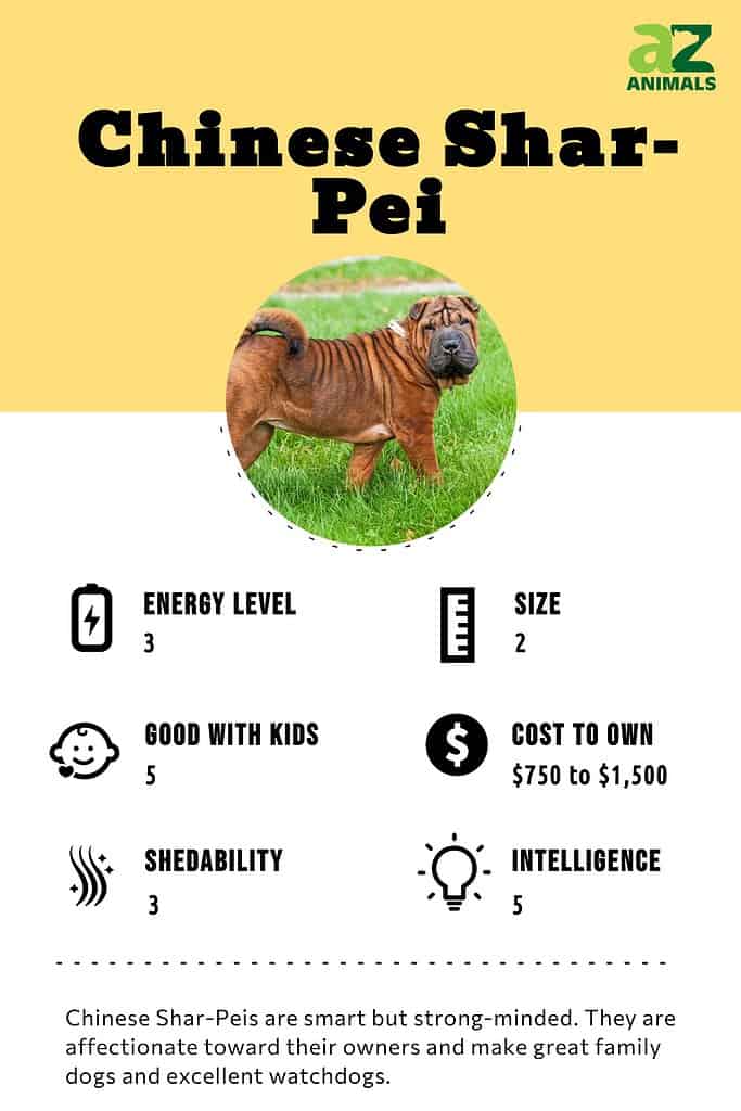 Chinese Shar Pei Dog Breed Complete Guide A Z Animals