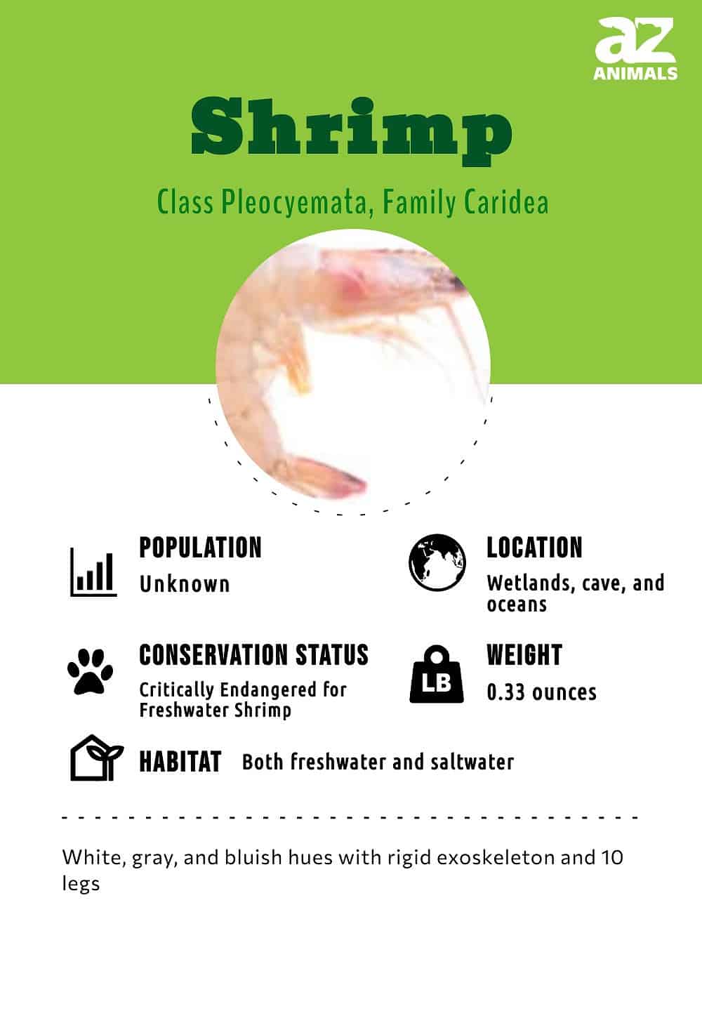 shrimp size classification