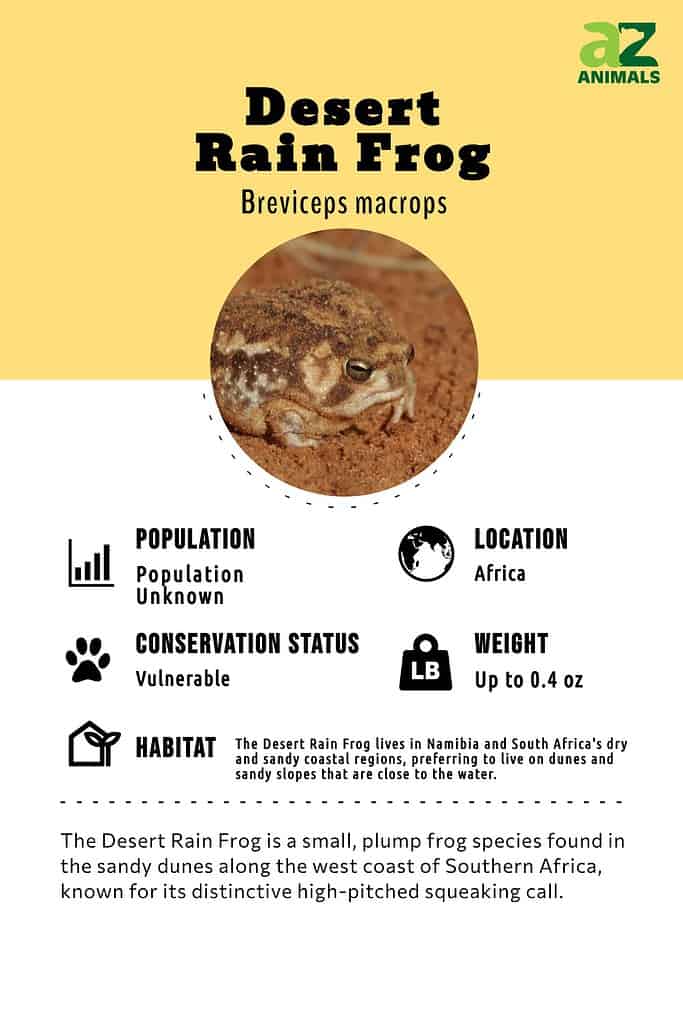 Desert Rain Frog Animal Facts  Breviceps macrops - A-Z Animals