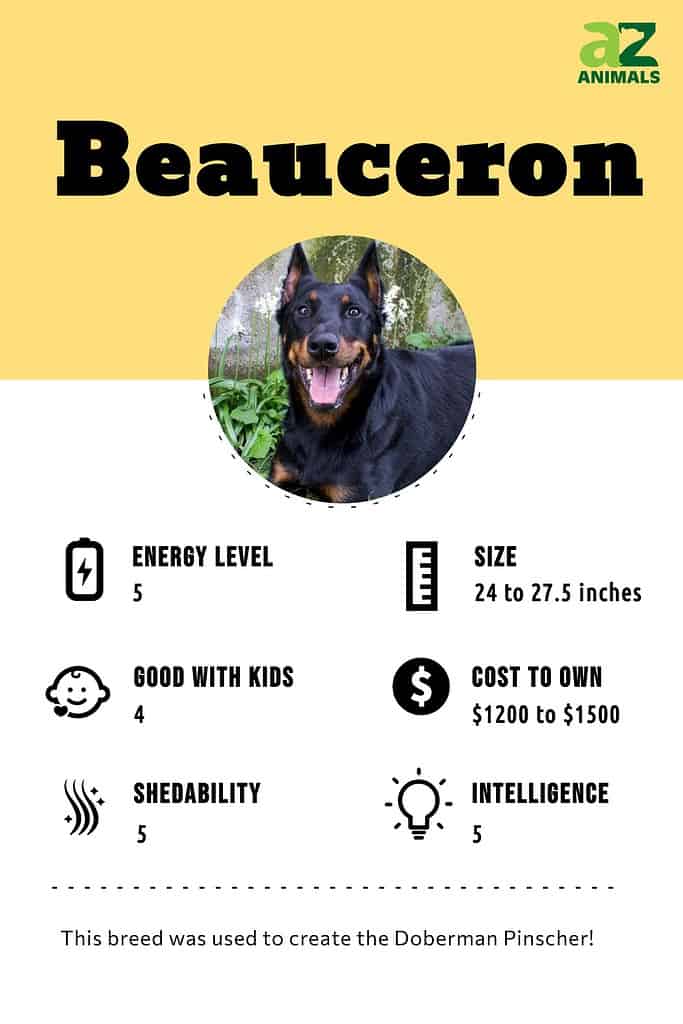Beauceron Dog Breed Complete Guide - AZ Animals