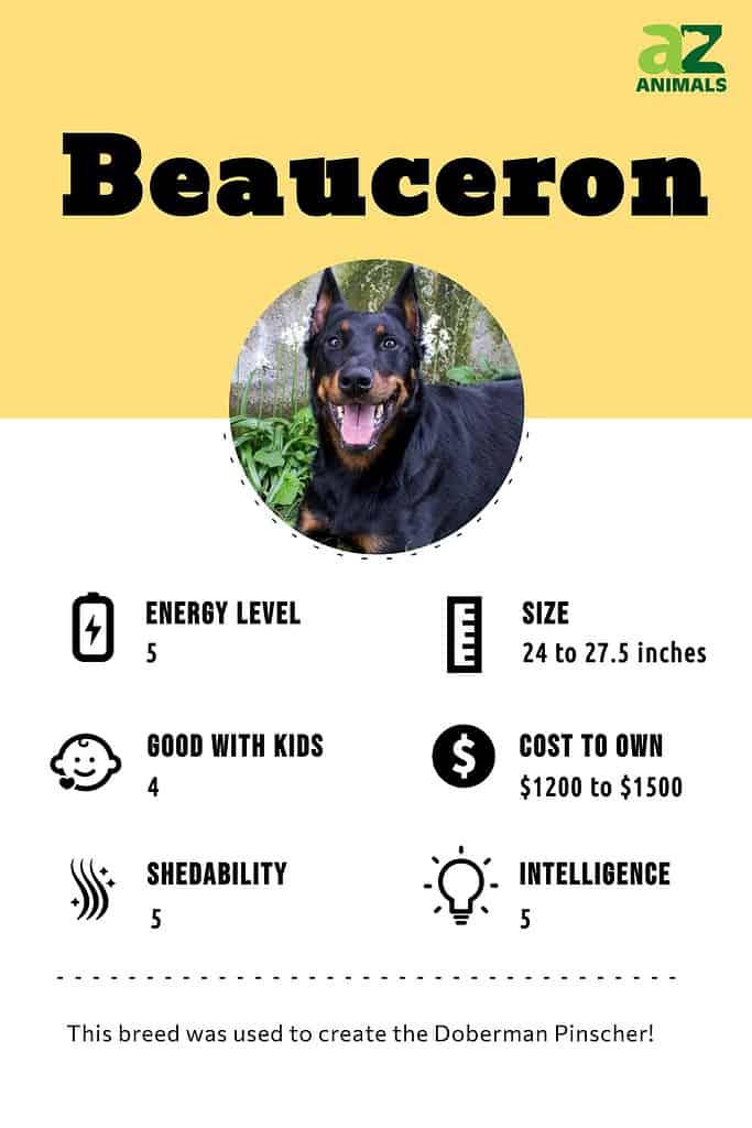 Beauceron 2024 puppies cost