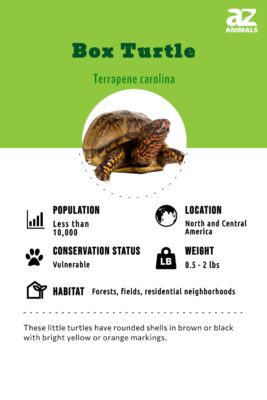 Box Turtle - A-Z Animals