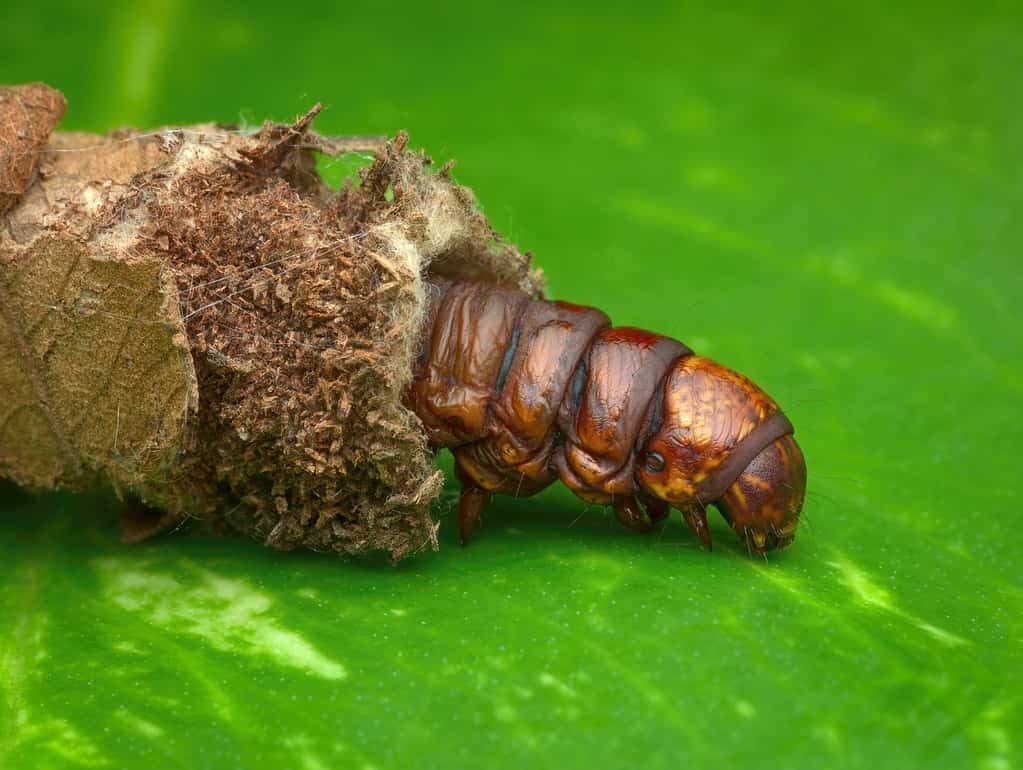 Bagworm caterpillar half in a protective case