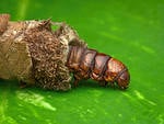 Casebearer moths