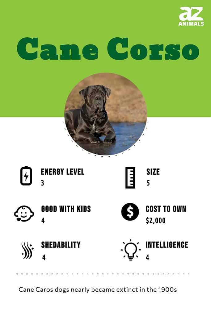 Cane Corso Infographic