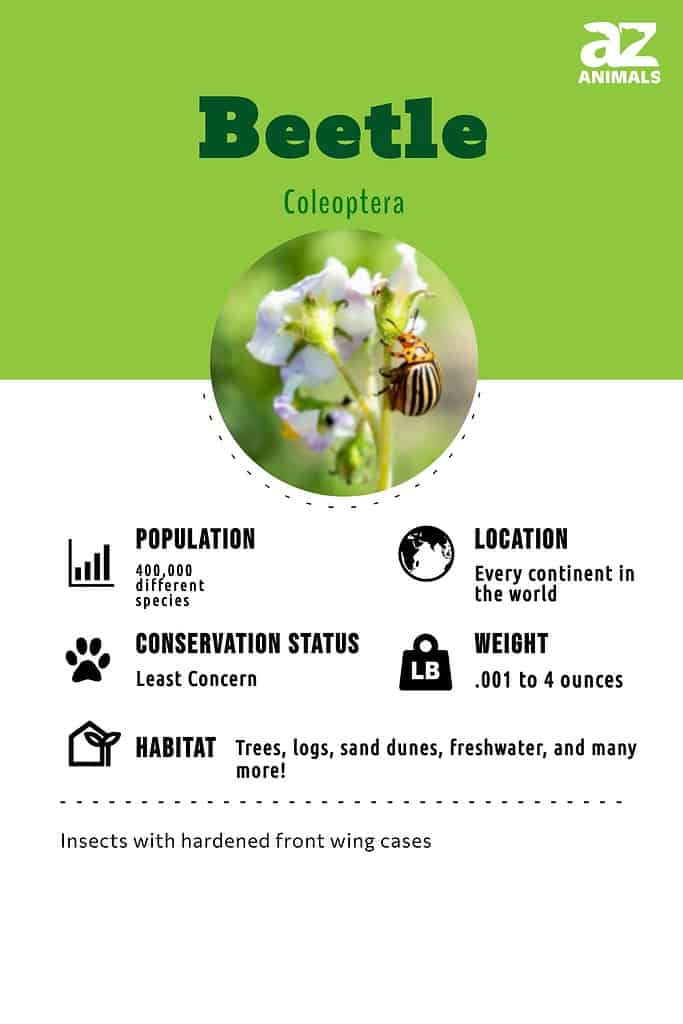 Beetle infographic