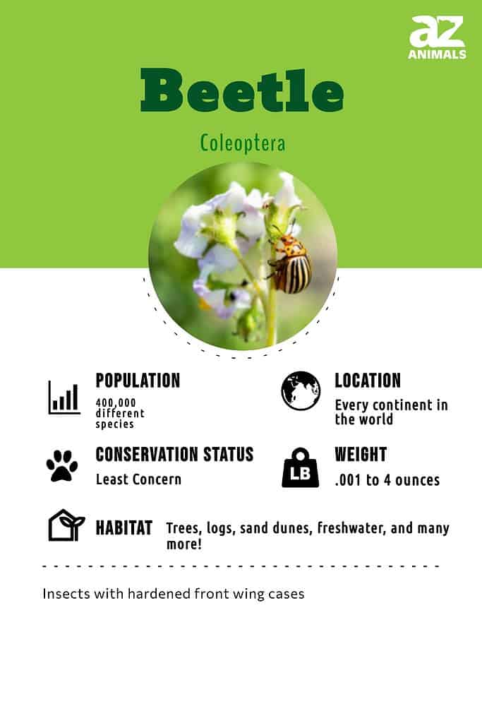 What Do Carpet Beetles Eat? Their Diet Explained. - A-Z Animals