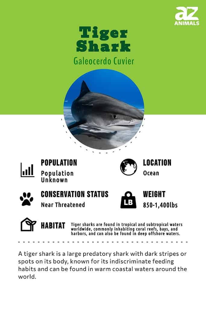 tiger shark classification chart