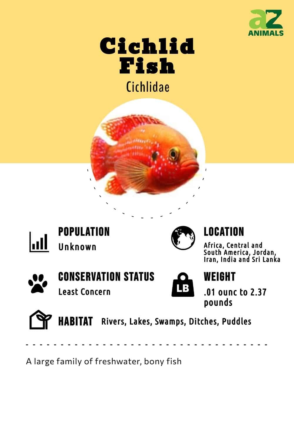 Cichlid Infographic