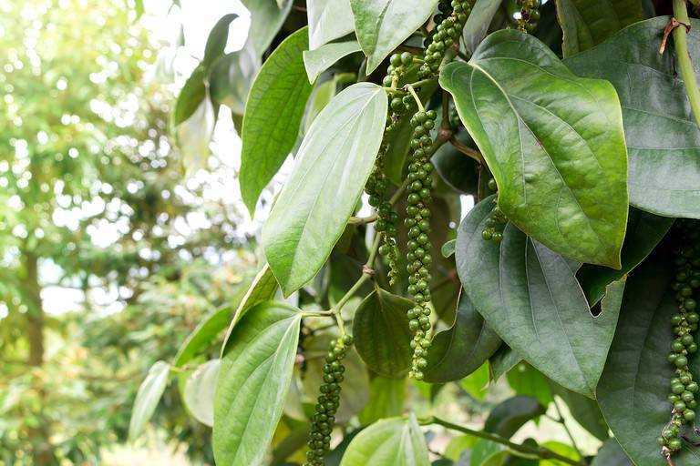 Ripe black pepper plant