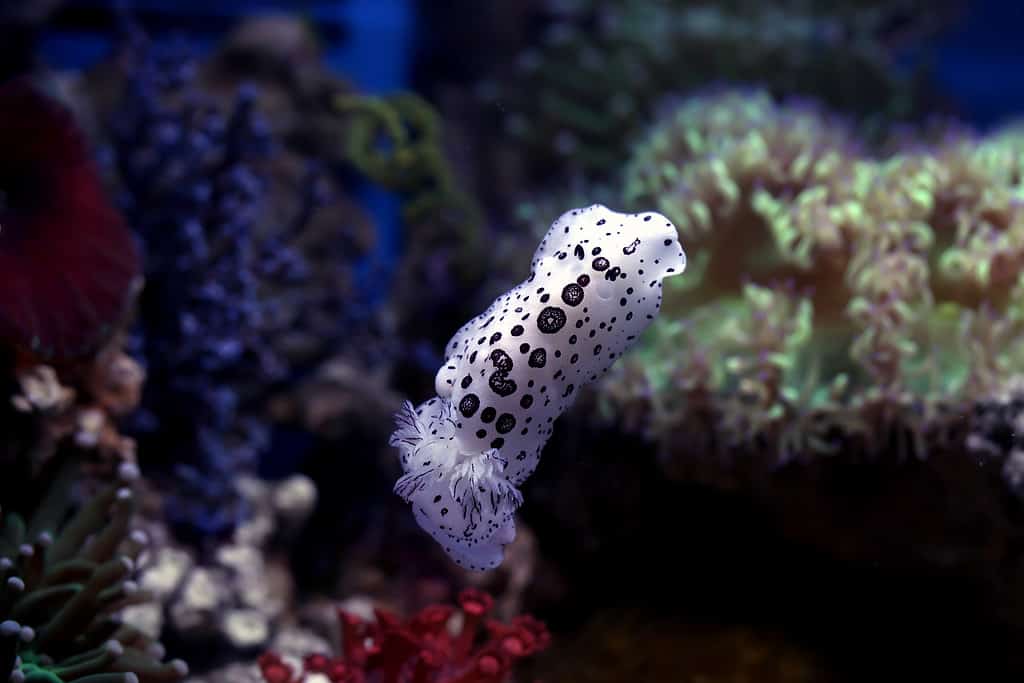Black spotted nudibranch in the water