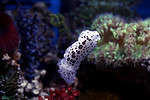 The black spotted nudibranch is similar to a sea slug.
