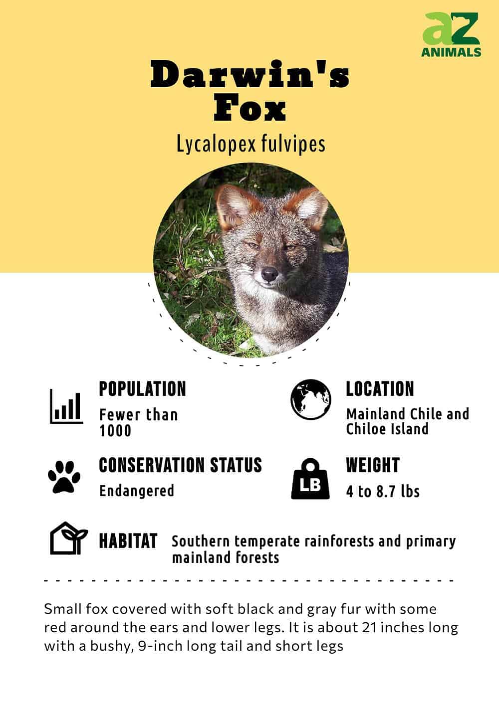 Fox Facts, Types, Classification, Habitat, Diet, Adaptations