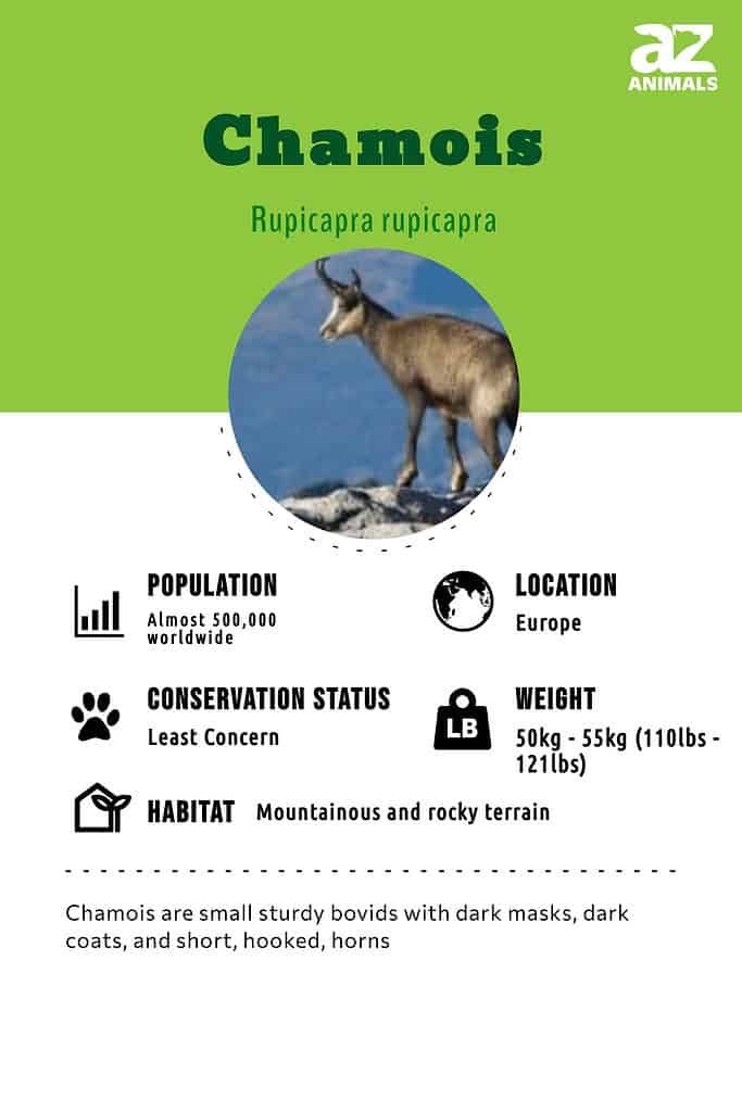 Chamois Animal Facts  Rupicapra rupicapra - A-Z Animals