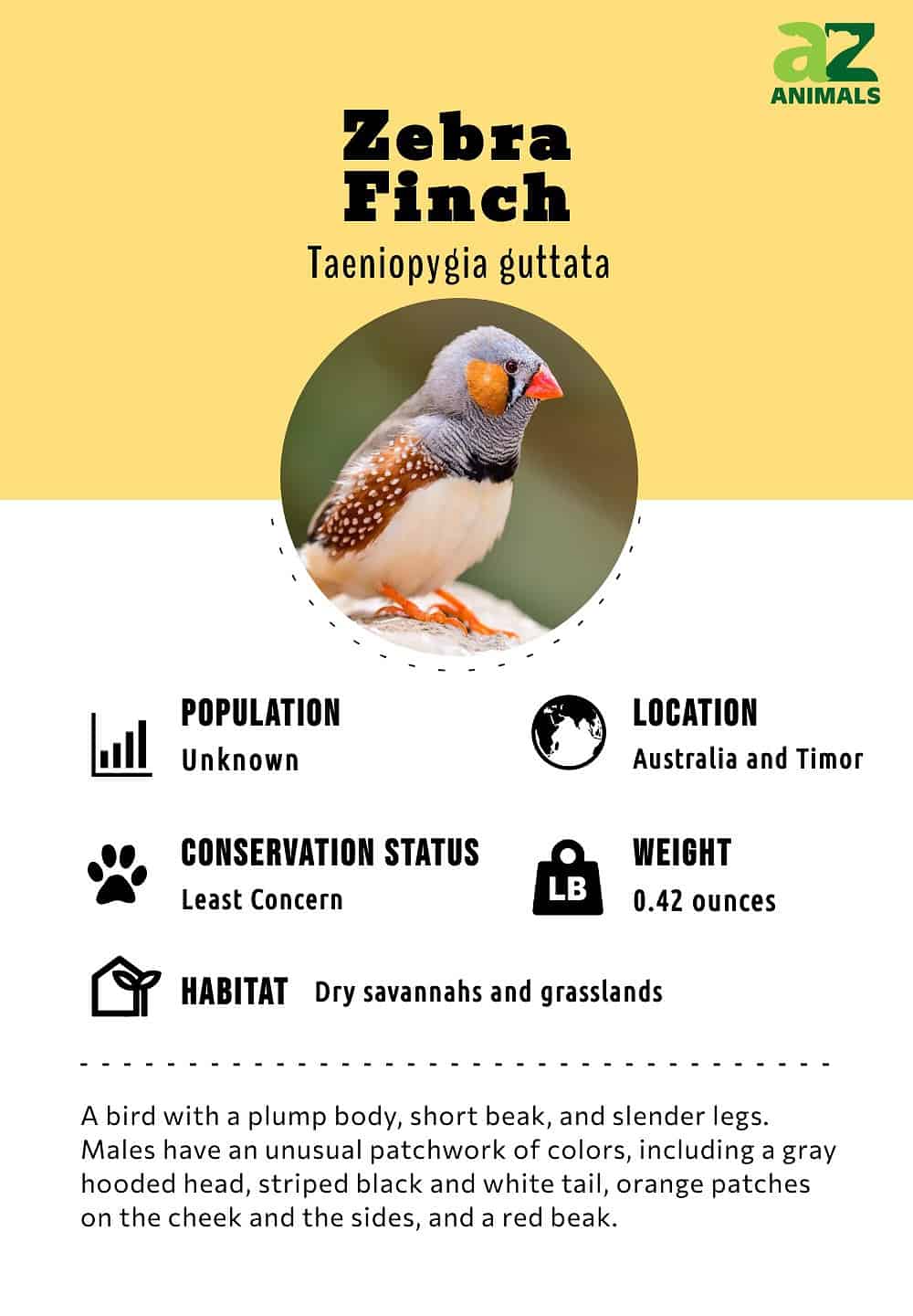 zebra finch nest box plans