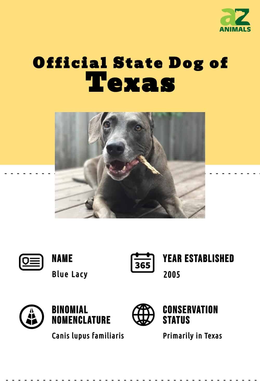 Texas Blue Lacy infographic