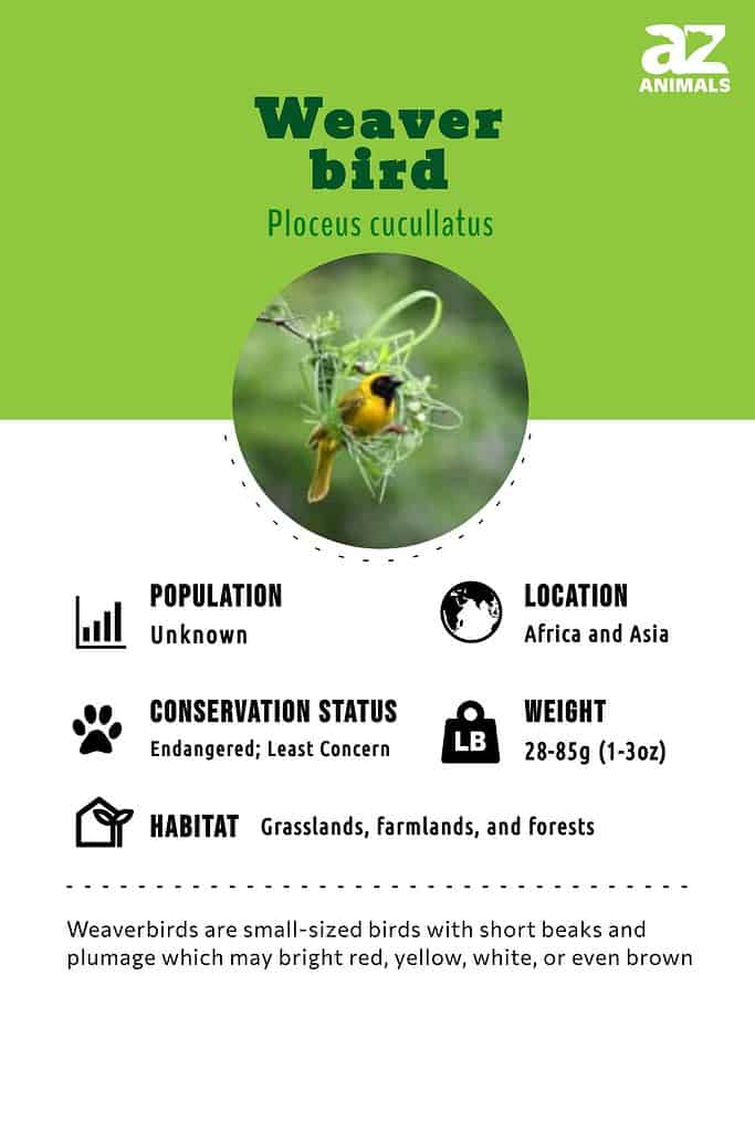 Weaver Bird Facts  Ploceus cucullatus - A-Z Animals