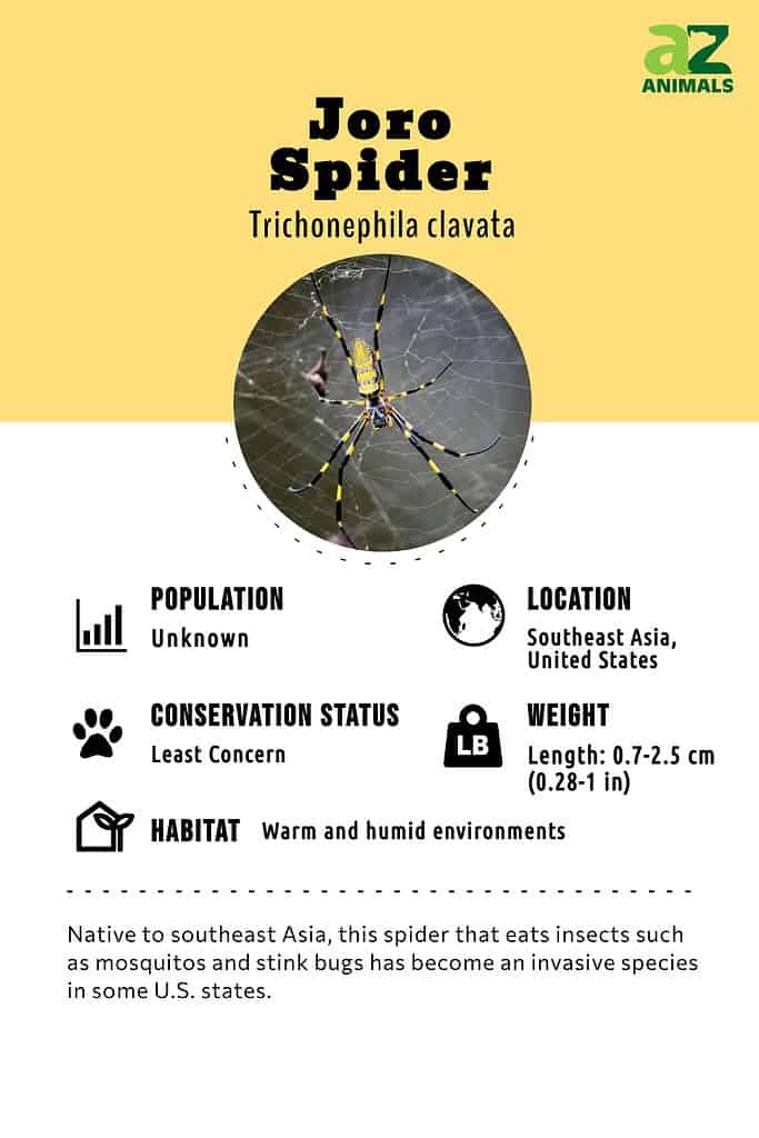 Large Invasive Spider Species Growing in 'Extreme Numbers' in Georgia