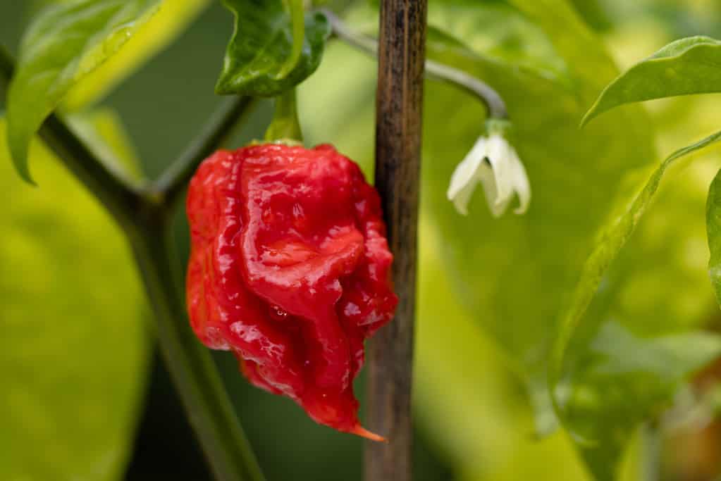 Carolina Reaper pepper plant