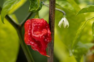 Scoville Scale: How Hot Is a Carolina Reaper? Picture