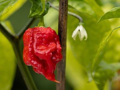 A Discover The 11 Hottest Peppers in the World