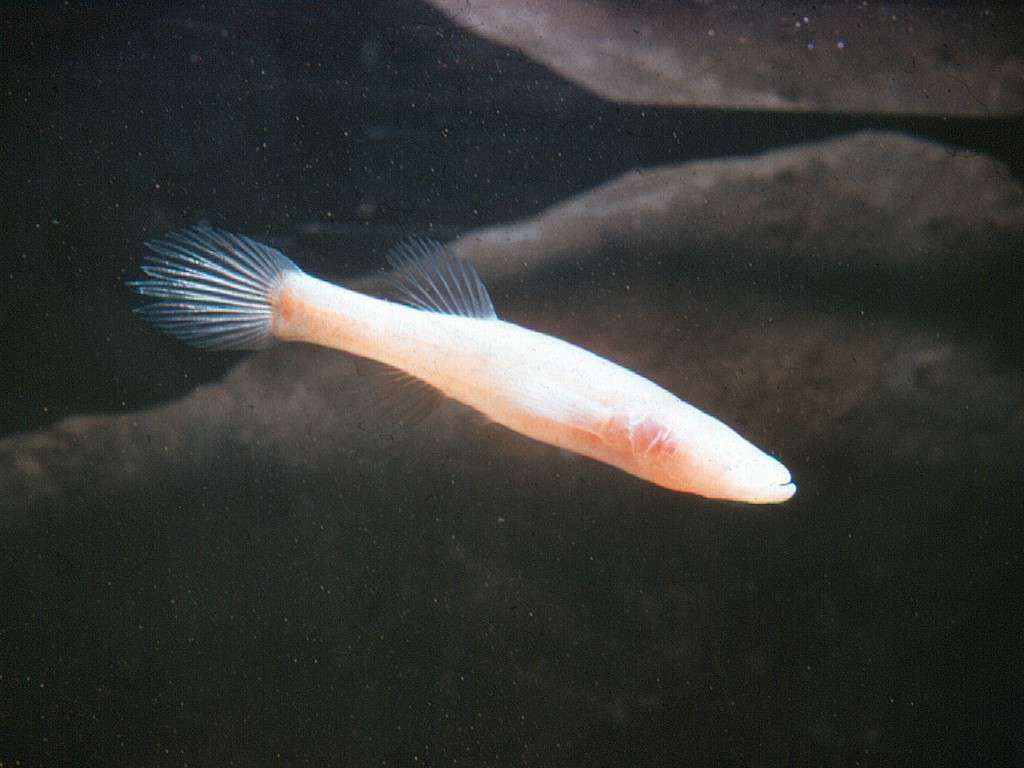 Northern Cavefish swims in the waters of Mammoth Cave, Kentucky