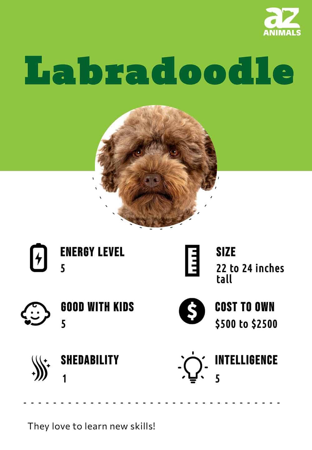 Labradoodle hotsell feeding guide