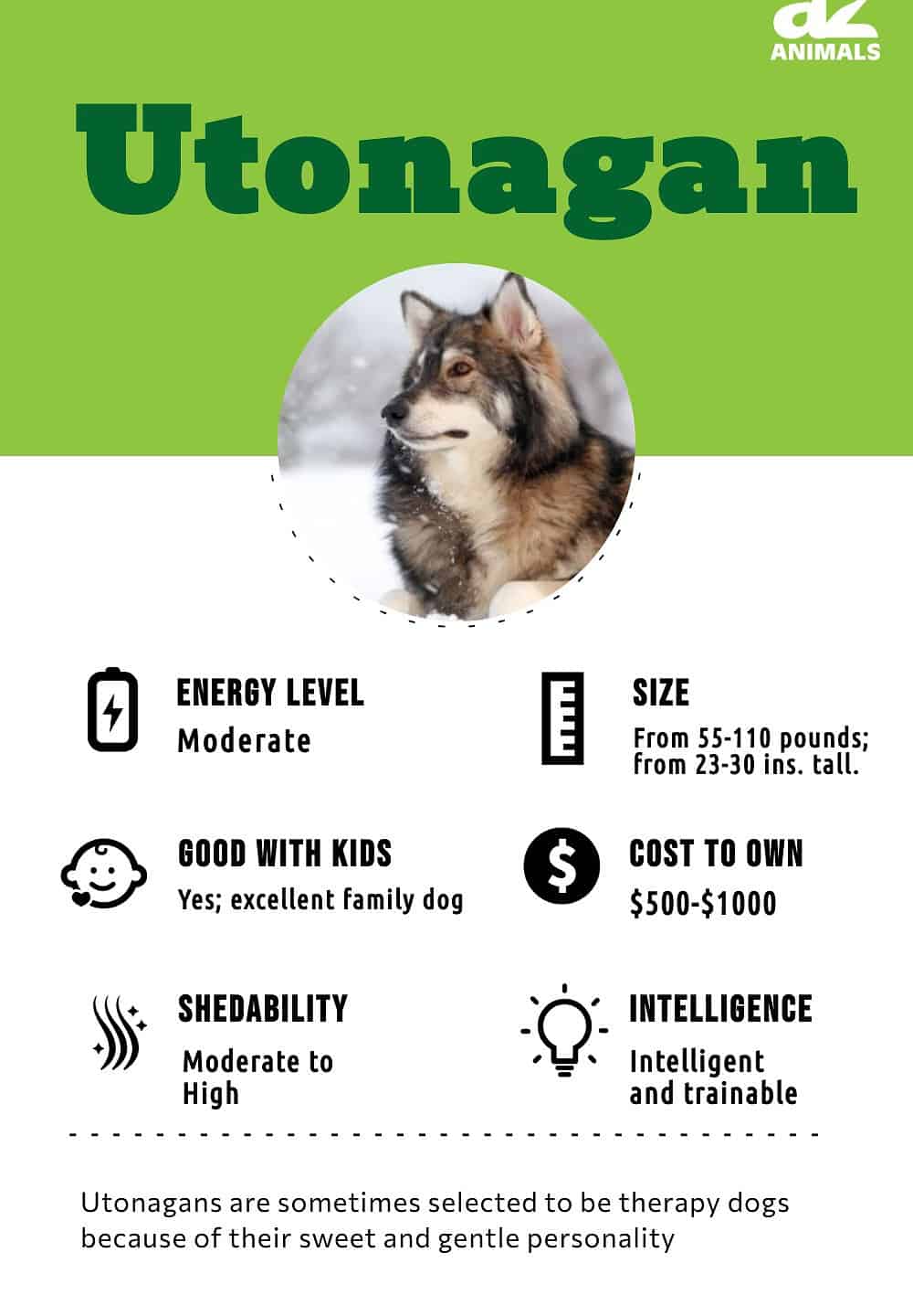 Utonagan discount wolf dog