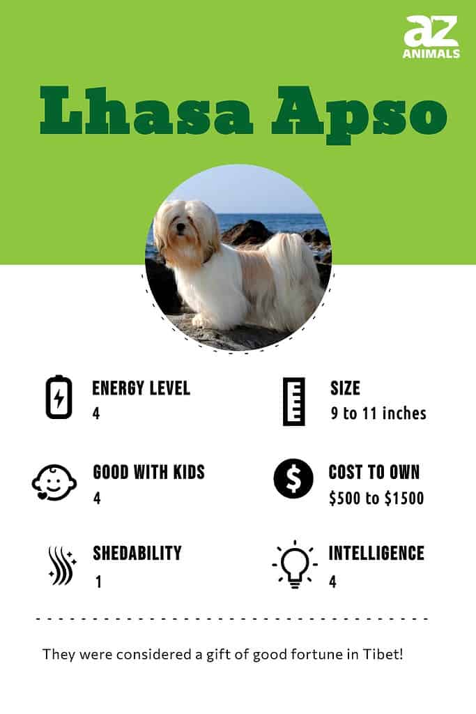 Lhasa apso good with hot sale kids