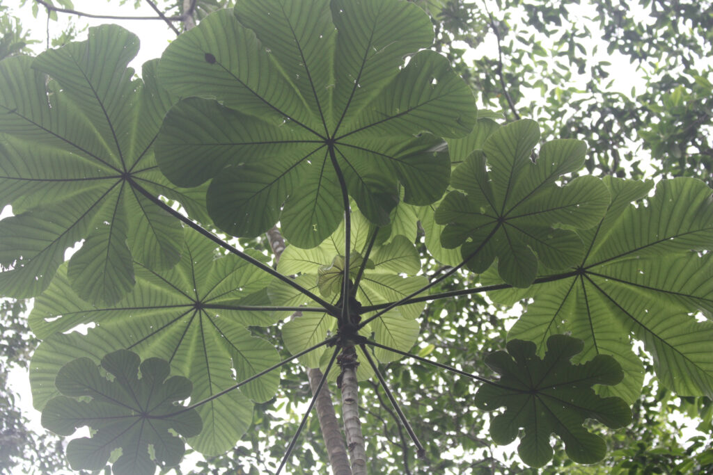 Soberanía National Park/Panama