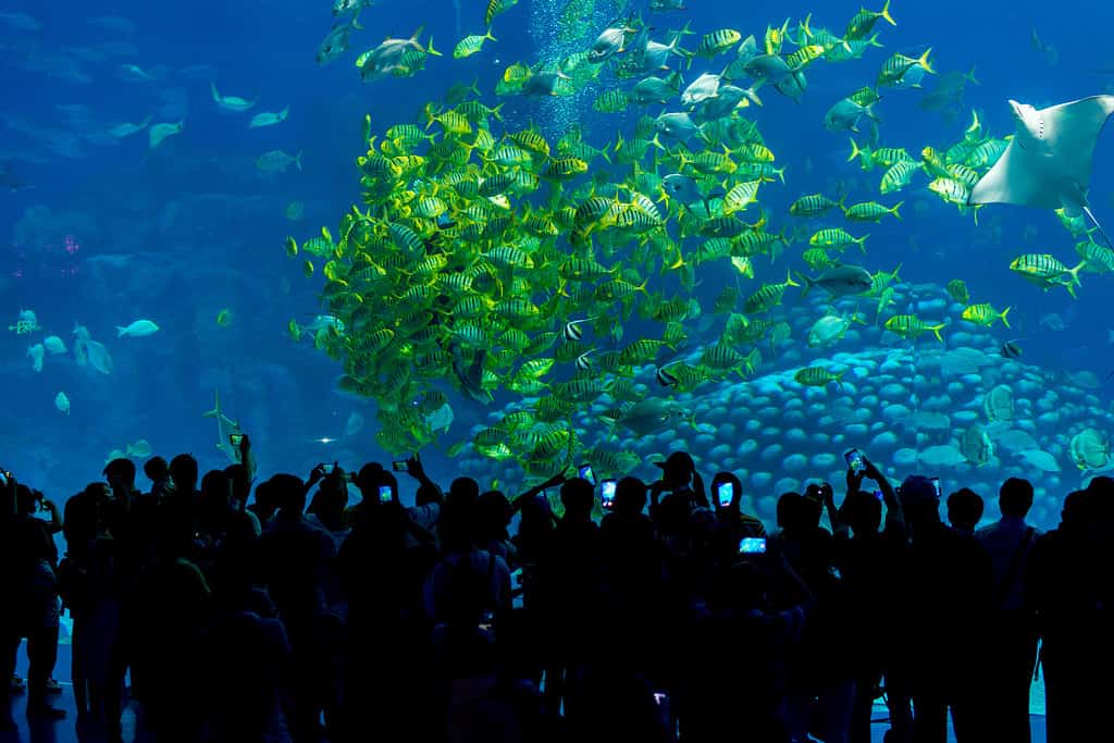 Crowd of aquarium attendees stand in front of a huge tank at Chimelong Ocean Kingdom