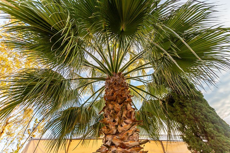 Chinese palm tree photo from below