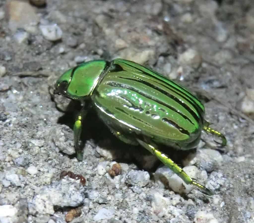 Rainbow Beetle