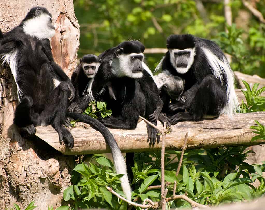 Group of colubus monkeys on a branch