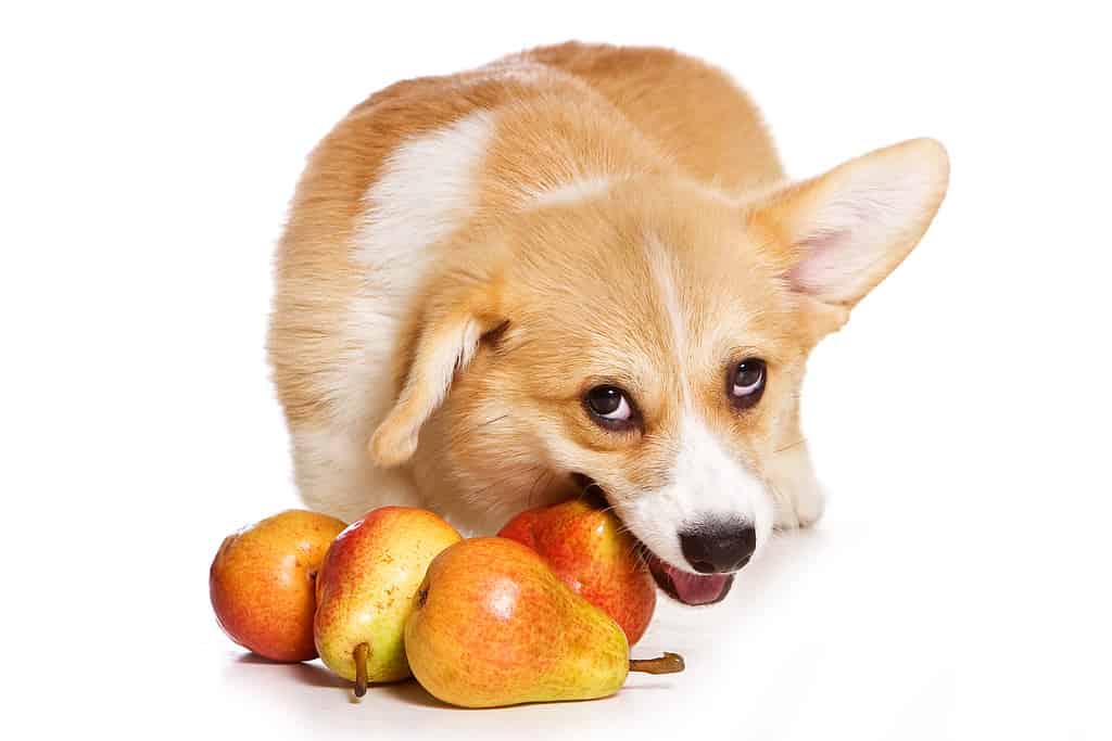 Welsh Pembroke corgi puppy sits on floor gnawing a pear