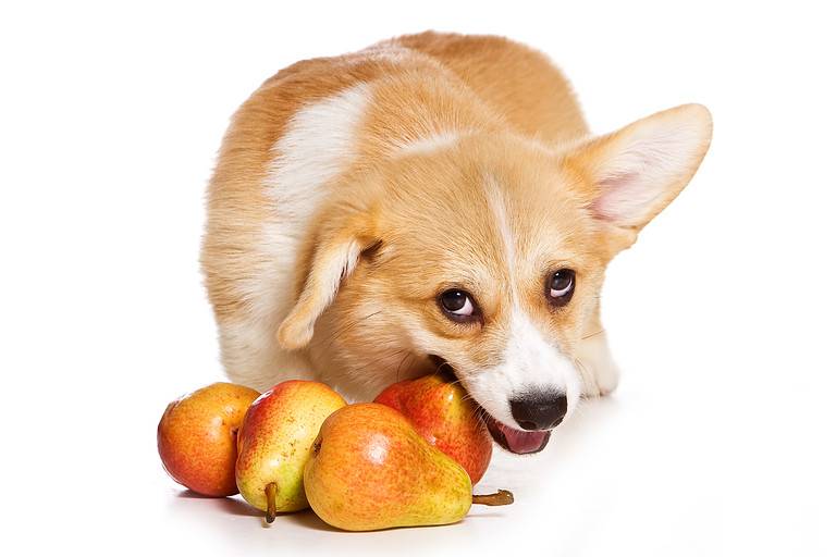 Welsh Pembroke corgi puppy sits on floor gnawing a pear