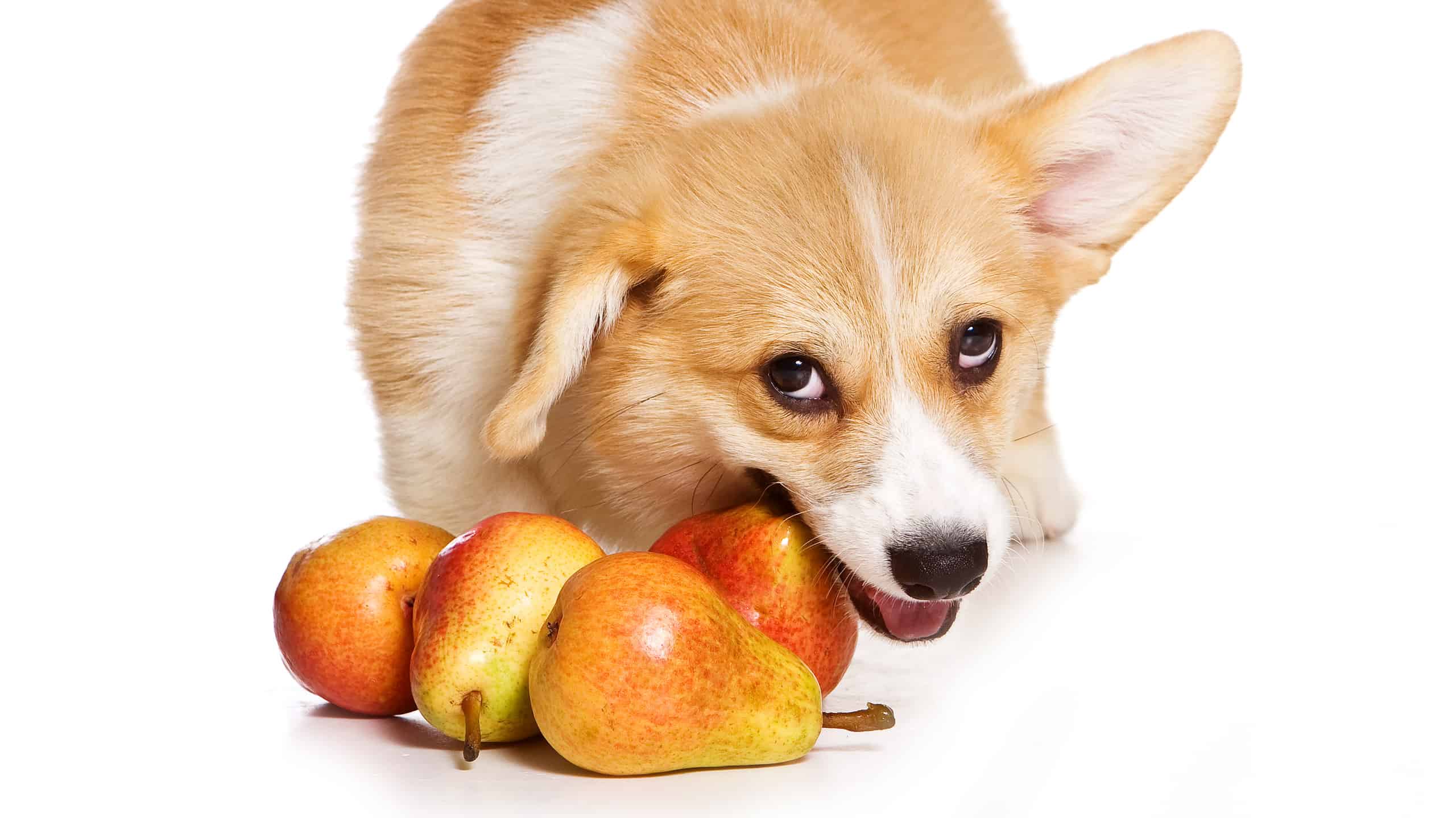 Welsh Pembroke corgi puppy sits on floor gnawing a pear