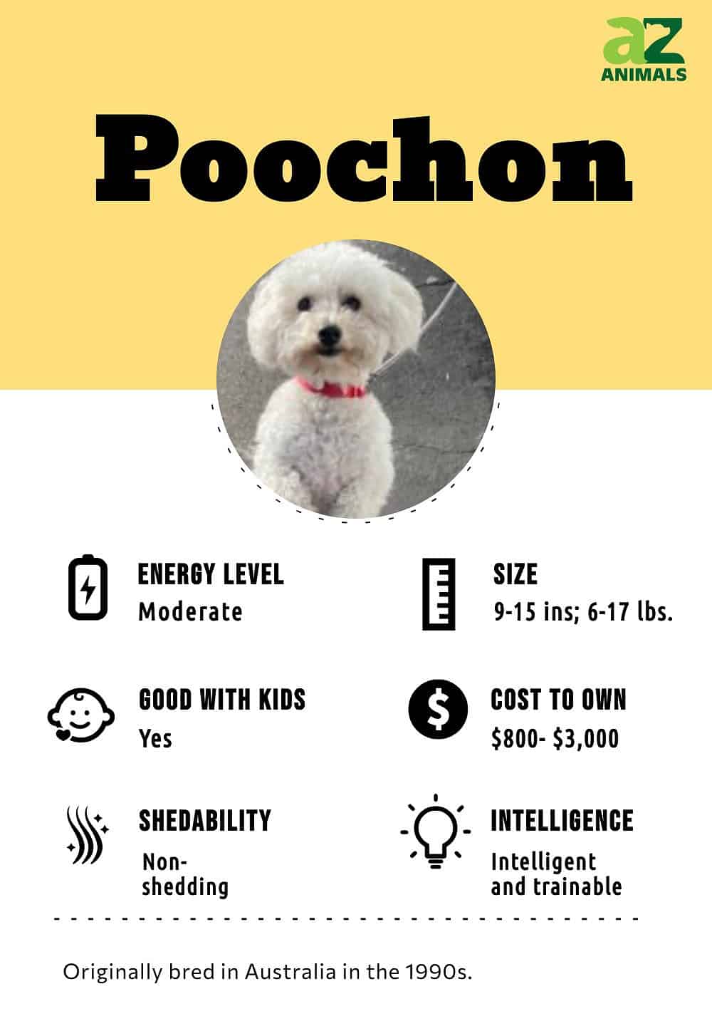 White poochon best sale