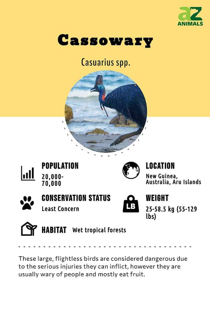 cassowary information