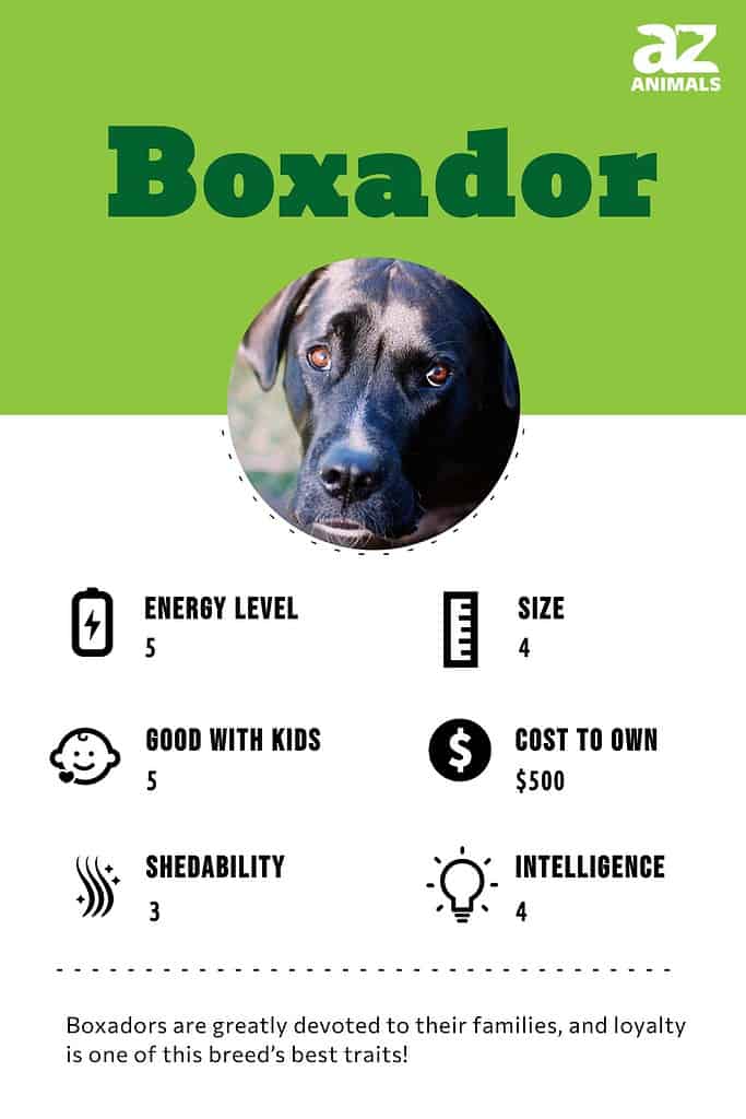 Boxador Dog Breed Complete Guide A Z Animals