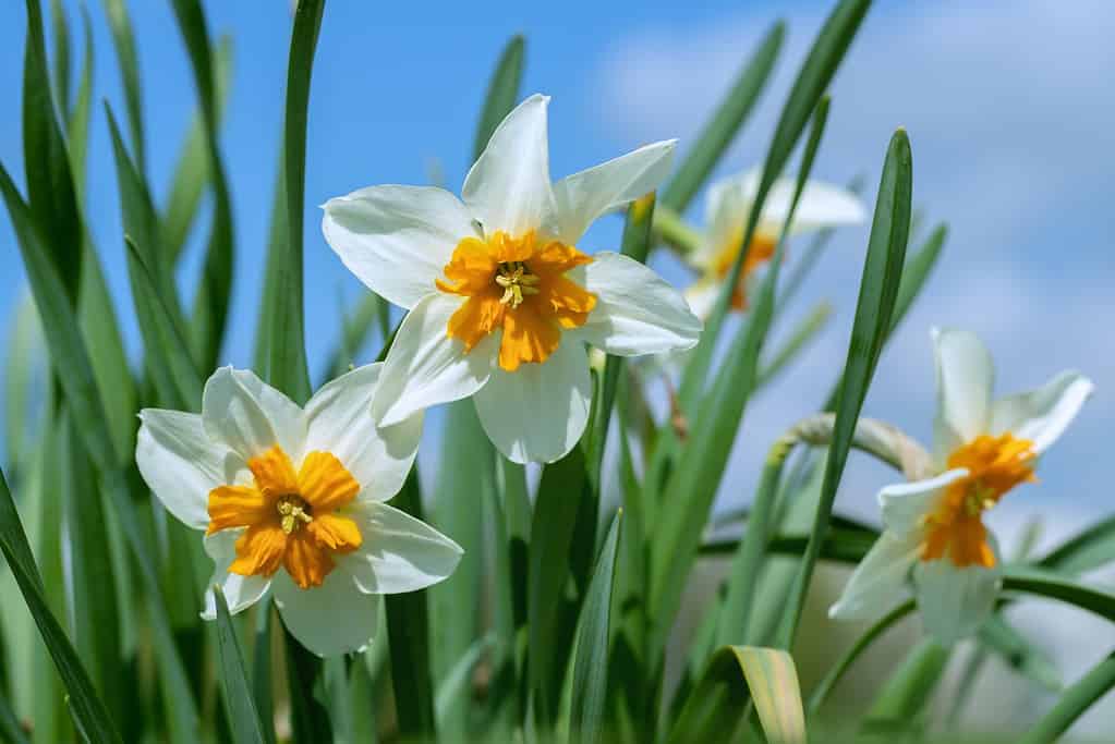 daffodil cultivar