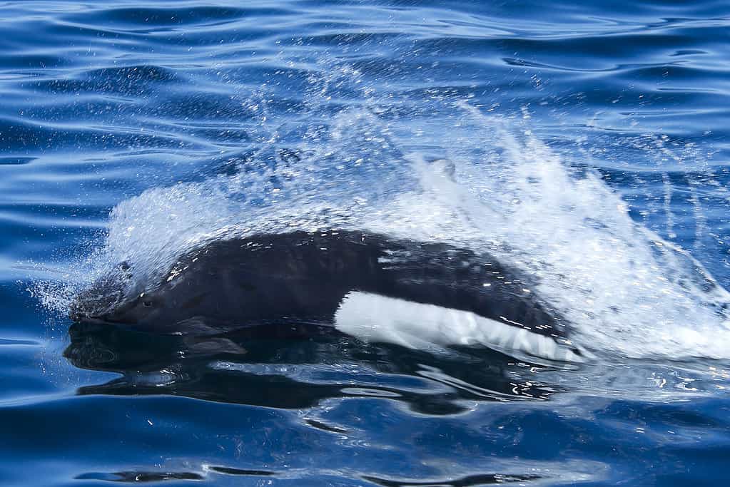 Dall's porpoise breaching water, its eye visible
