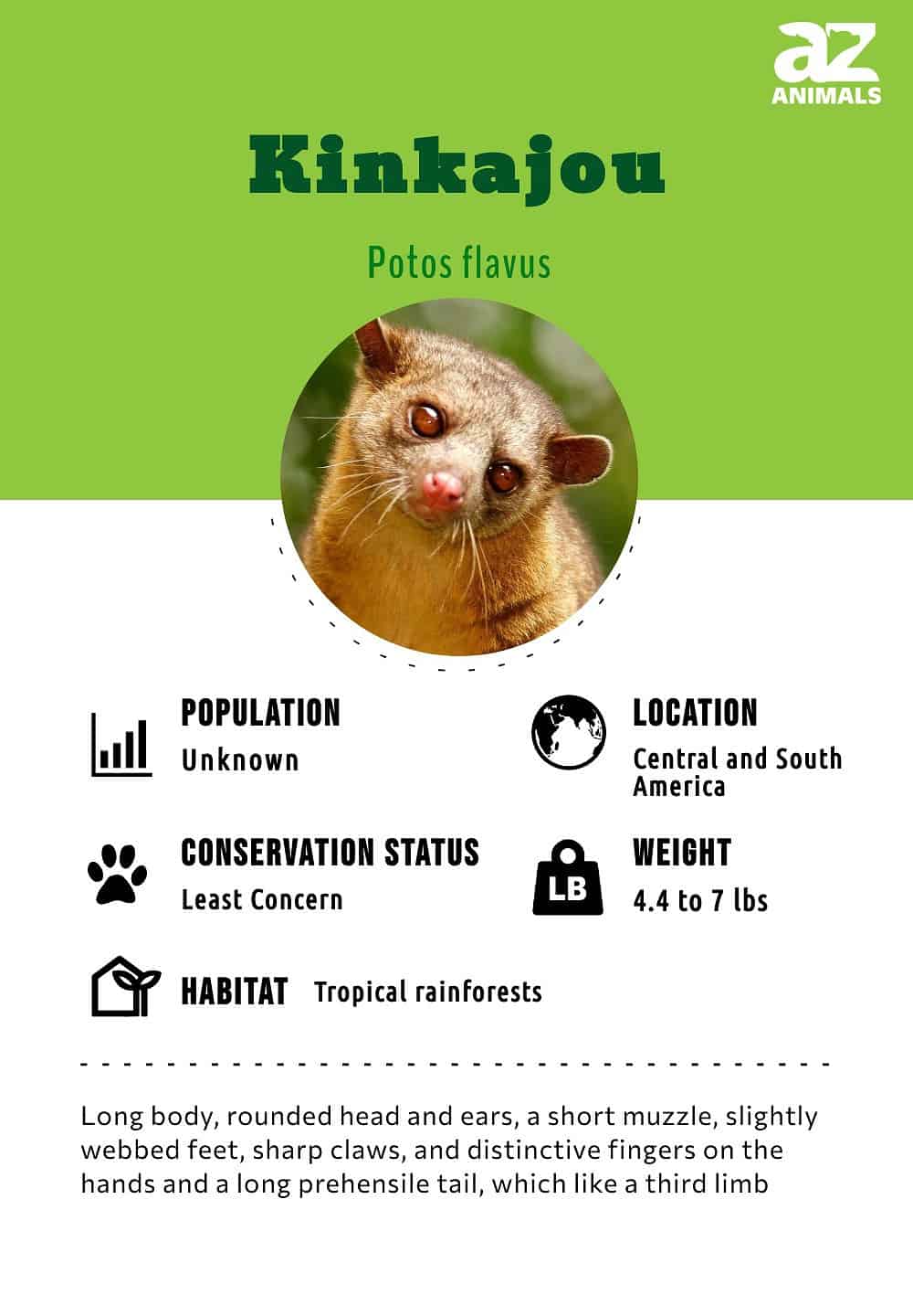 Kinkajou Animal Facts Potos Flavus