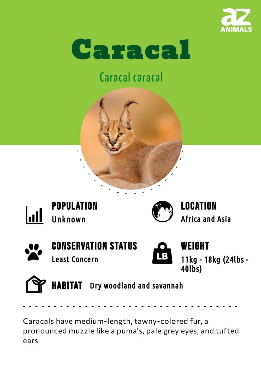 10 curiosidades sobre o Pumba Caracal