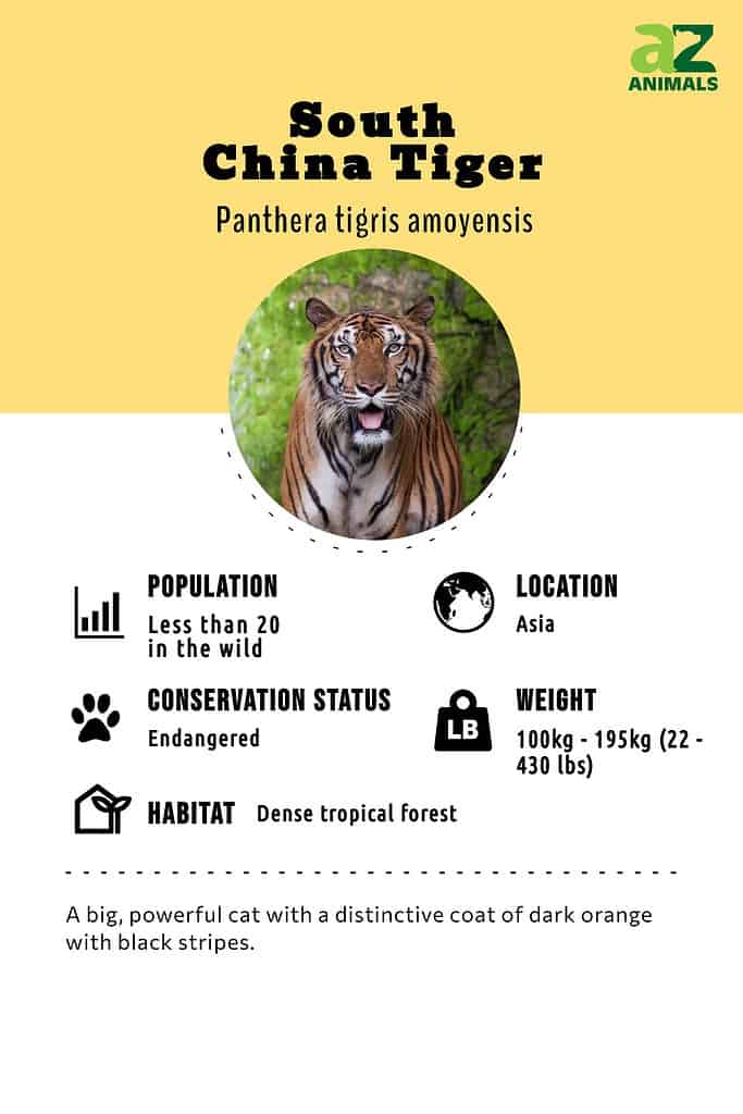 Tiger Facts: Habitat, Behavior, Diet
