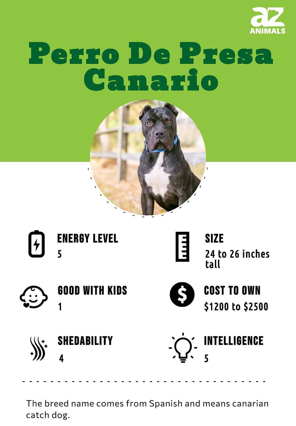 Perro De Presa Canario A Z Animals