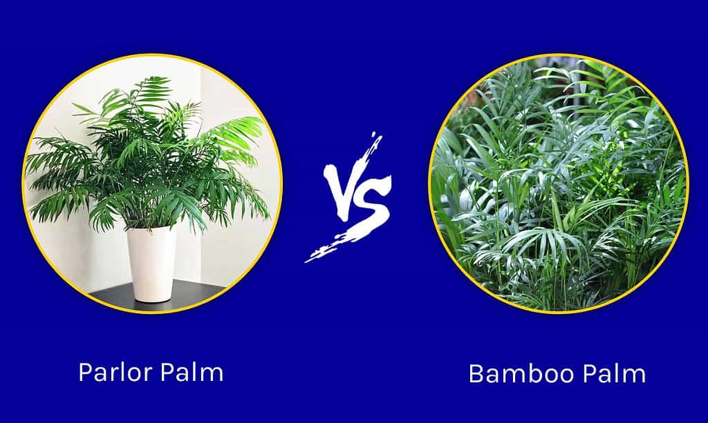 Parlor Palm vs Bamboo Palm
